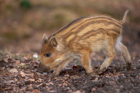 Wild boar (Sus scrofa) in the snow, fresh boar, Melle, Lower Saxony, Germany