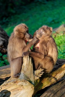 Two female Gelada (Theropithecus gelada), or bleeding-heart monkey sit with a baby between them in