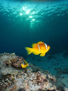 Red sea anemonefish (Amphiprion bicinctus)