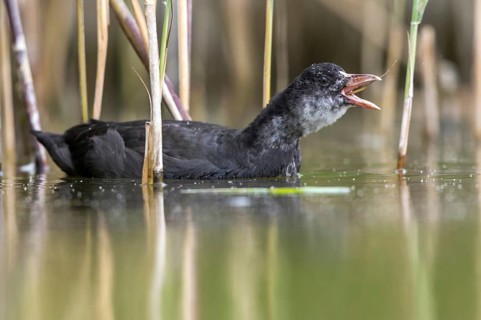 Eurasian Coot (Fulica atra) juvenile eating reeds, Mecklenburg-Western Pomerania, Germany