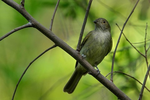 Pale-bellied Tyrant-Manakin (Neopelma pallescens) perched on a branch in the grasslands of Guyana