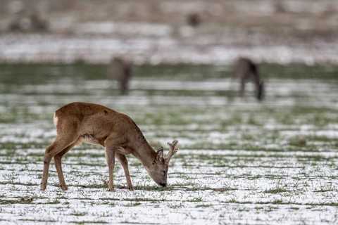 Roe deer (Capreolus capreolus), Lower Saxony, Germany