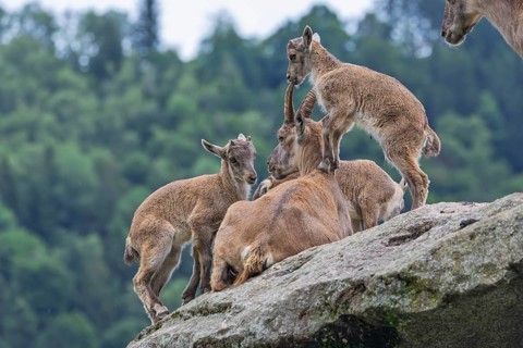 Three young ibexes (Capra ibex) climb and play on their mother, who is lying on a rock. A forest