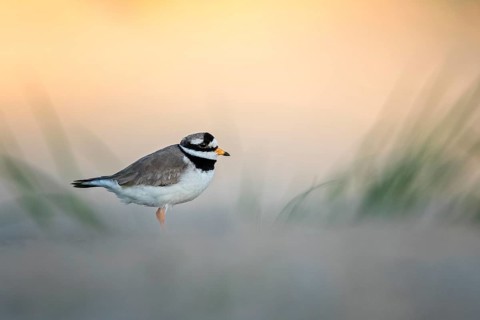 Common Ringed Plover (Charadrius hiaticula), Texel, Netherlands