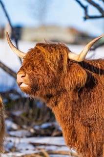 Side view of Highland cattle with reddish-brown fur and long horns in the snow, Seewald, Black