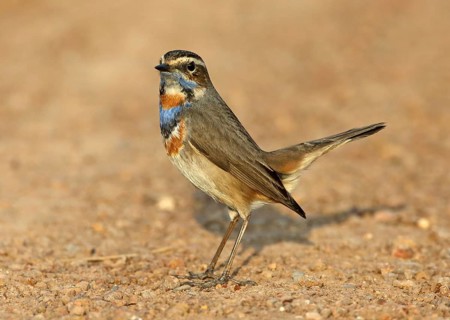 Bluethroat (Luscinia svecica svecica) male, Thailand