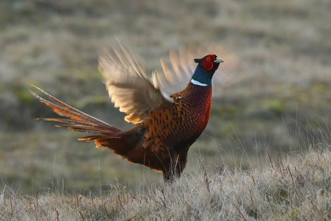 Common Pheasant (Phasianus colchicus) male flapping wings, Texel, Netherlands