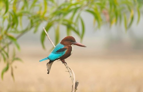 A white-throated kingfisher (Halcyon smyrnensis), Sreepur, Gazipur, Bangladesh