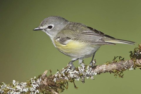 Cassin's Vireo (Vireo cassinii), British Columbia, Canada