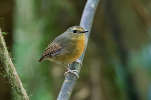 Snowy-browed Flycatcher (Ficedula hyperythra) female, Bidoup National Park, Vietnam
