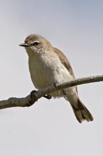 Mangrove Gerygone (Gerygone levigaster cantator), Queensland, Australia