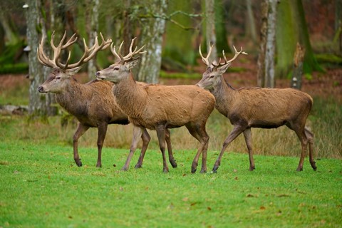 Three stags with antlers walking attentively together in the forest, red deer (Cervus elaphus),