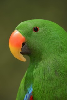 New Guinea noble parrot (Eclectus polychloros, Eclectus roratus polychloros), male, captive,