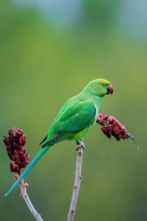 Rose-ringed Parakeet (Psittacula krameri), Baden-Wuerttemberg, Germany