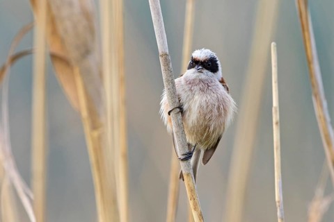 Penduline Tit, (Remiz pendulinus), animals, birds, tits, family of Penduline Tits, Eich-Gimbsheimer