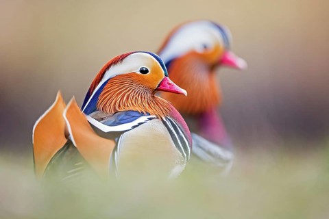 Mandarin Duck (Aix galericulata) male, Saxony-Anhalt, Germany