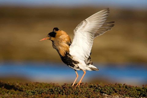 Combat Runner, (Philomachus pugnax), Narew, Bialystok, Varanger, Norway
