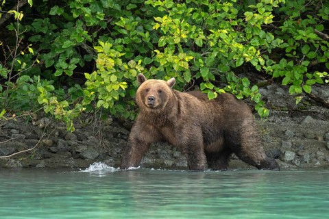 Coastal brown bear (Ursus arctos) strides through the water, Lake Clark National Park