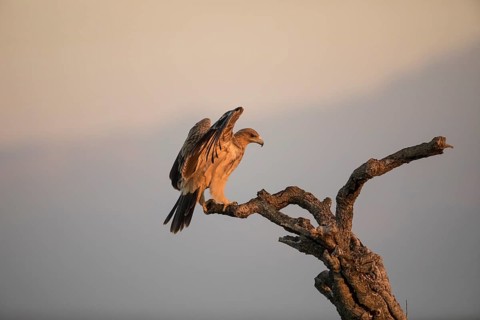 Juvenile Iberian Eagle (Aquila adalberti), Spanish imperial eagle, Extremadura, Castilla La Mancha,
