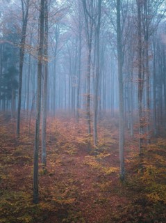 Atmospheric autumn forest in the fog with bare trees and glowing leaves, Gechingen, Black Forest,