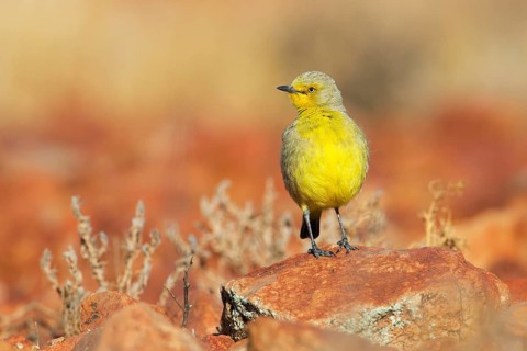 Gibberbird (Ashbyia lovensis) perched on stony ground, South Australia, Australia