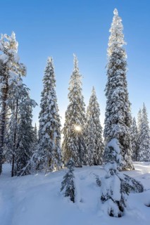 Snow covered spruce trees on the taiga forest in winter, Riisitunturi National Park in Finnish