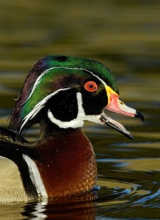 Wood Duck (Aix sponsa) male, California, USA