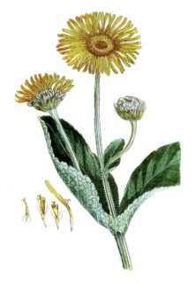Inula helenium, elecampane, digital reproduction of a historical model, between 1790 and 1810