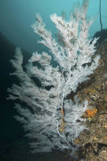 Christmas tree coral (Antipathes dendrochristos)