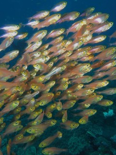 Pigmy sweeper (Parapriacanthus ransonneti)