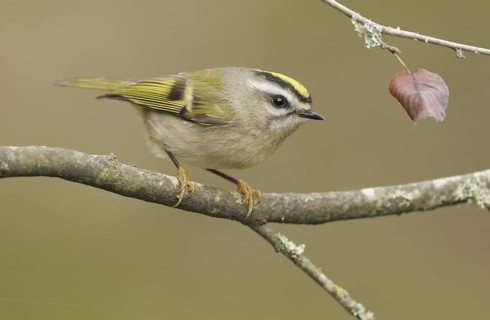 Golden-crowned Kinglet (Regulus satrapa), British Columbia, Canada