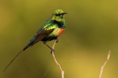 Beautiful Sunbird (Cinnyris pulchellus) male, Gambia