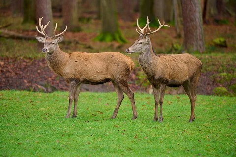 Two stags with imposing antlers standing in an autumnal forest, red deer (Cervus elaphus), Hesse,