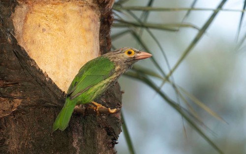 A Brown-headed Barbet (Psilopogon zeylanicus), Sreepur, Gazipur, Bangladesh