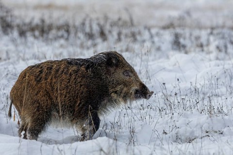 A wild boar (Sus scrofa) trudges through the snow, winter, snow, cold, baby animals, cute,
