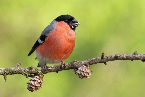 Eurasian Bullfinch (Pyrrhula pyrrhula) male perched on a branch, Lower Saxony, Germany