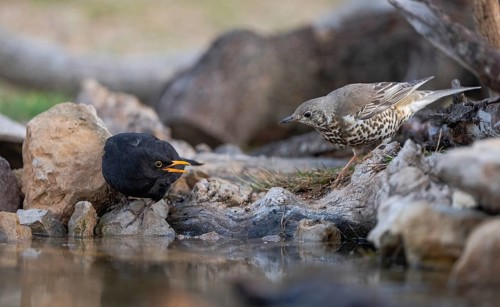 A mistle thrush and a Eurasian blackbird engage at a rocky waterhole, with the thrush looking on as