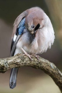 Eurasian Jay (Garrulus glandarius), Asturias, Spain