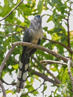 Blue-faced Malkoha (Phaenicophaeus viridirostris), Sri Lanka