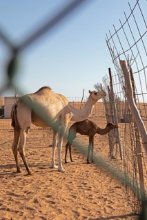Dromedary (Camelus dromedarius) with calf, breeding station in the Wahiba Sands or Rimal Al Wahiba