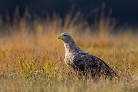 White-tailed eagle, animals, birds, birds of prey, eagle, (Haliaeetus albicill), Haliaaetus