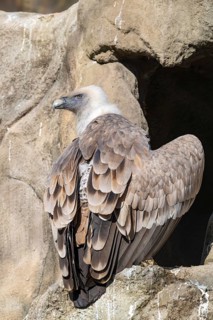 Griffon vulture (Gyps fulvus), sitting on a stone, captive, Alpine Zoo, Innsbruck, Tyrol, Austria
