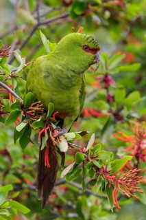 Slender-billed Parakeet (Enicognathus leptorhynchus) perched on a branch in Chile