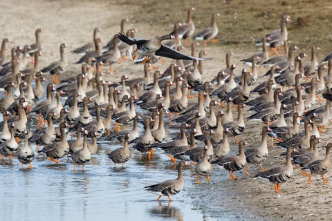 Greater White-fronted Goose (Anser albifrons) huge flock resting in water, North Rhine-Westphalia,