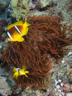 Fluorescent bubble anemone (Entacmaea quadricolor)