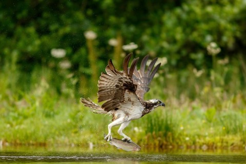 Osprey (Pandion haliaetus), fishing on lake, Cairngorms National Park, Scotland, United Kingdom
