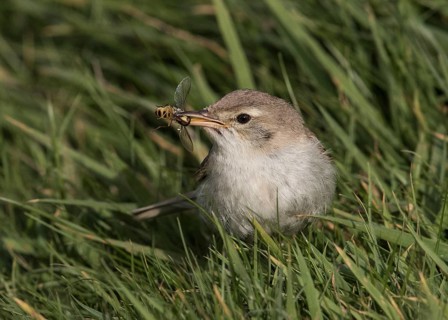 Booted Warbler (Iduna caligata) perched on a branch, Wales, United Kingdom