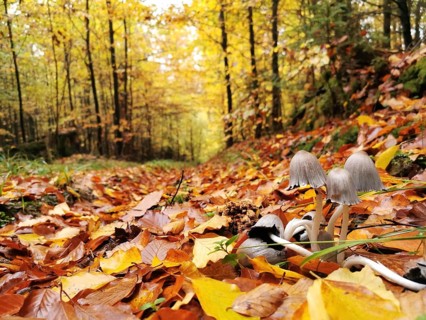 Autumn leaves cover the forest floor, small mushrooms (Coprinellus micaceus) grow on the edge of a