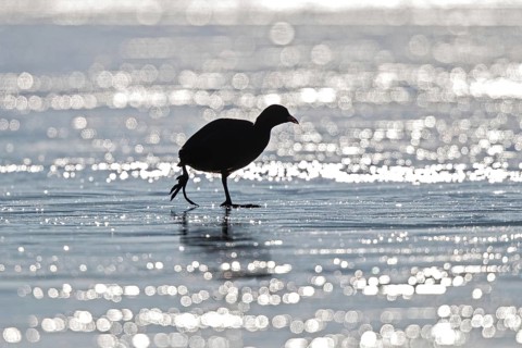 Eurasian Coot (Fulica atra) walking on ice, Bavaria, Germany