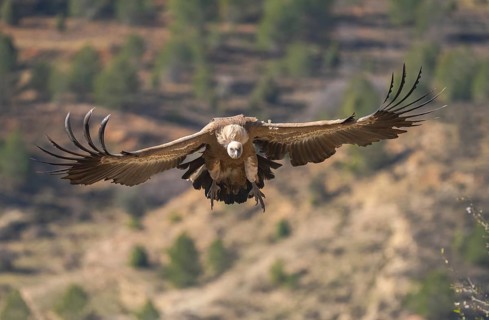 A Griffon Vulture soars gracefully with wings wide open, casting a striking silhouette against a